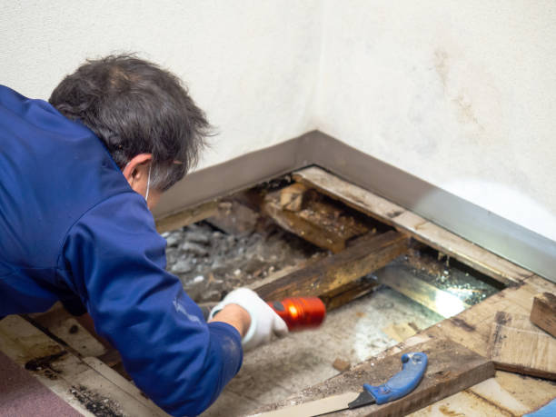 Mold Removal and Inspection in Roosevelt Park, MI