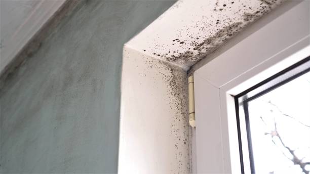 Best Mold Removal Near Me  in Roosevelt Park, MI