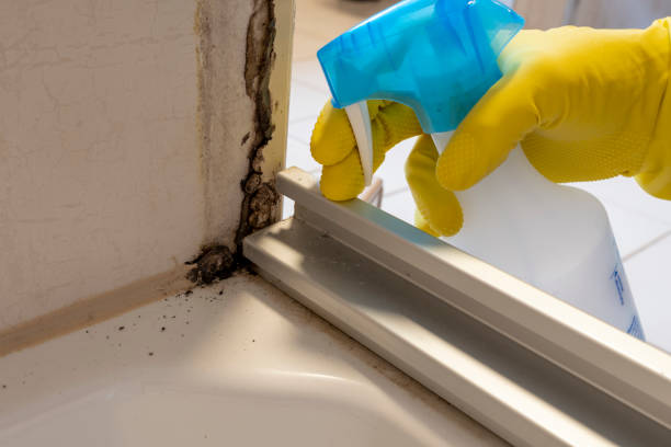Best Crawl Space Mold Removal  in Roosevelt Park, MI