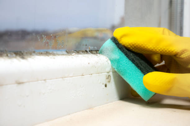 Best Mold Removal and Inspection  in Roosevelt Park, MI