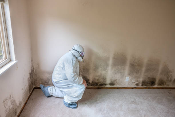 Best Mold Damage Repair  in Roosevelt Park, MI