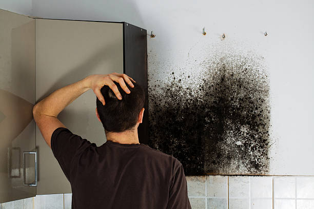 Best Office Mold Removal Services  in Roosevelt Park, MI