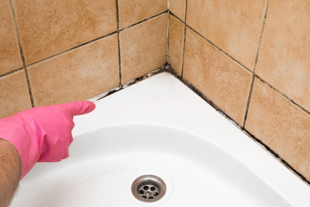 Best Certified Mold Removal  in Roosevelt Park, MI